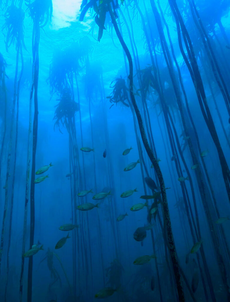 Kelp Forest