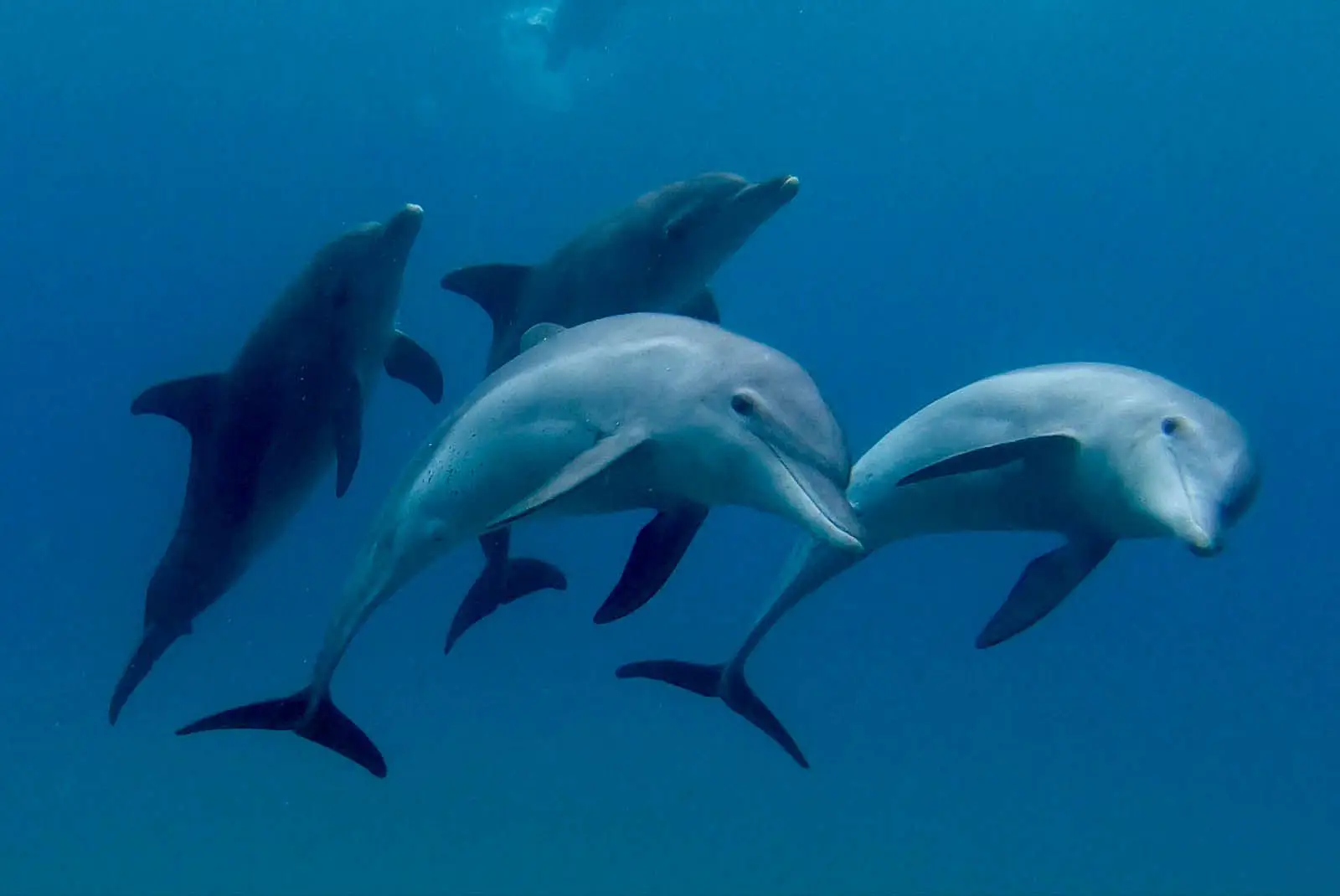Indian Ocean Bottlenose